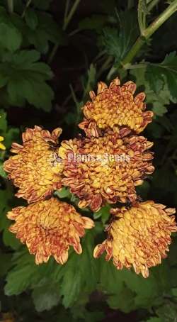 Kapuru (කපුරැ) Chrysanthemum