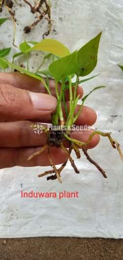Lady jane (ලේඩ් ජේන්)