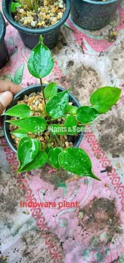 Lady jane (ලේඩ් ජේන්)