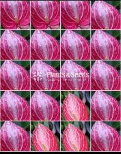 Livium anthurium (ලිවියම්)