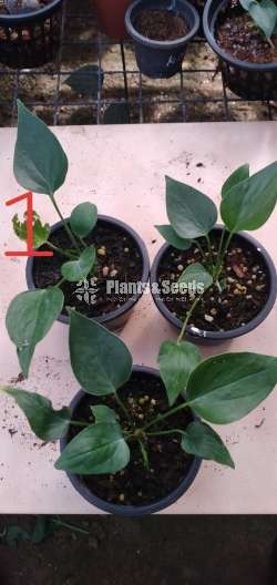 Livium anthurium (ලිවියම්)