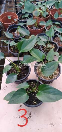 Livium anthurium (ලිවියම්)
