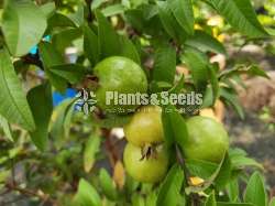 Chinese Pera(කුරු චීන පේර)