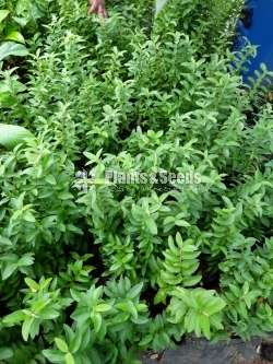 Chinese Pera(කුරු චීන පේර)