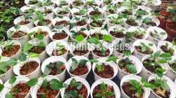 Netherlands tissue anthurium 