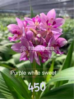 Ground Orchids (ග්‍රවුන්ඩ් ඔර්කිඩ් )