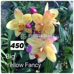 Ground Orchids (ග්‍රවුන්ඩ් ඔර්කිඩ් )