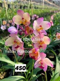 Ground Orchids (ග්‍රවුන්ඩ් ඔර්කිඩ් )