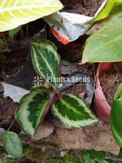 Flowers පැකේජයක් 