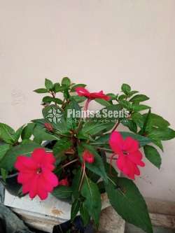 Flowers පැකේජයක් 