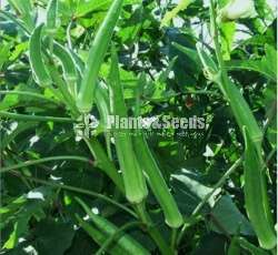  Vegitable seeds (වර්ග 20 එලවලු බීජ)