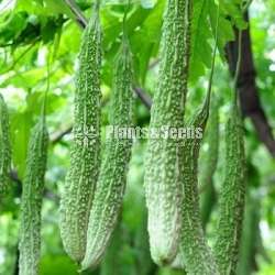  Vegitable seeds (වර්ග 20 එලවලු බීජ)