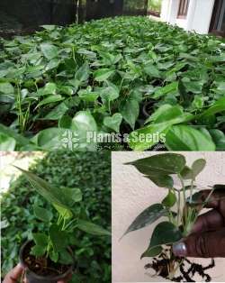 Anthurium black and white