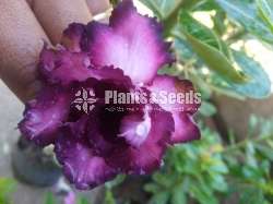 Adenium (ජපන් අරලිය )