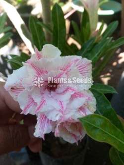 Adenium (ජපන් අරලිය )