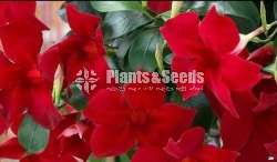 Mandevilla