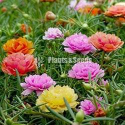 Japan rose (moss rose)