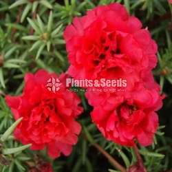 Japan rose (moss rose)