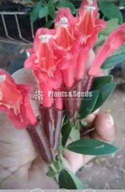 Lipstick (ලිප්ස්ටික්)