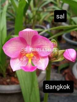 Ground Orchids (ග්‍රවුන්ඩ් ඔර්කිඩ් )
