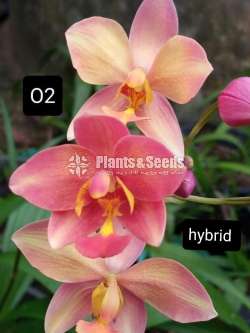 Ground Orchids (ග්‍රවුන්ඩ් ඔර්කිඩ් )
