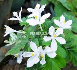 Munronia pinnata (බිං කොහොඹ)