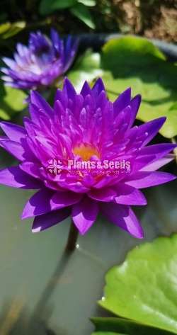 King of siam Water lilly