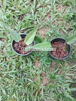 Anthrium (Bi color and Kandila,Local)
