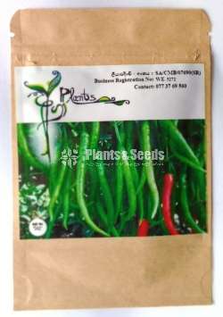 MICH HY1 Seeds (මිරිස් බීජ)