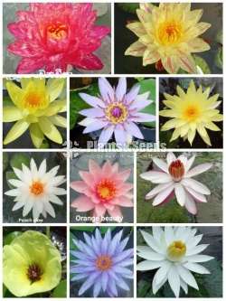 Water plants package