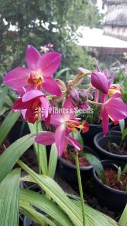 Ground Orchids (ග්‍රවුන්ඩ් ඔර්කිඩ් )
