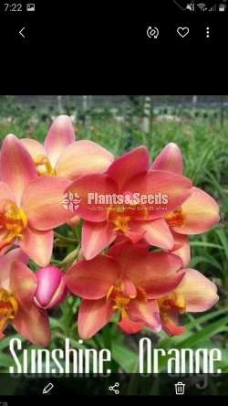 Ground Orchids (ග්‍රවුන්ඩ් ඔර්කිඩ් )