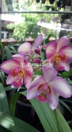 Ground Orchids (ග්‍රවුන්ඩ් ඔර්කිඩ් )