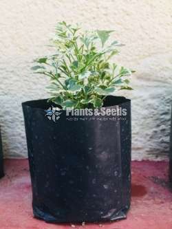 විසිතුරු මල් පැල (Ornamental)