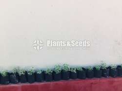 විසිතුරු මල් පැල (Ornamental)