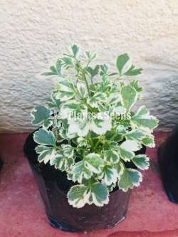 විසිතුරු මල් පැල (Ornamental)
