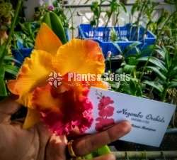Cattleya orchids (කැට්ලියා )