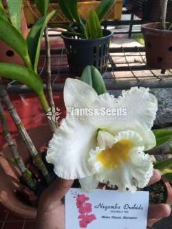 Cattleya orchids (කැට්ලියා )