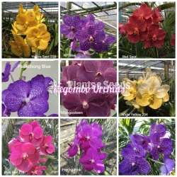 Thailand Dendrobium (ඩෙන්ඩ්‍රෝබියම් පැල)