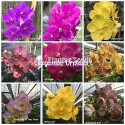 Thailand Dendrobium (ඩෙන්ඩ්‍රෝබියම් පැල)