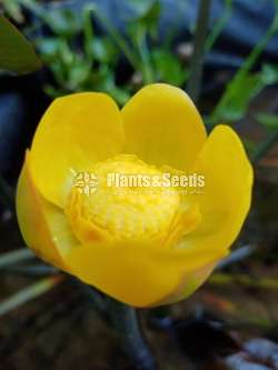 Yellow Lilly (කහ ලිලී )