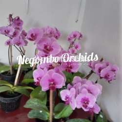 phalaenopsis Orchids (පැලනොප්සිස් )