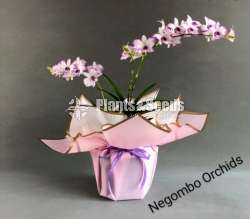 Gift Plants -Orchid