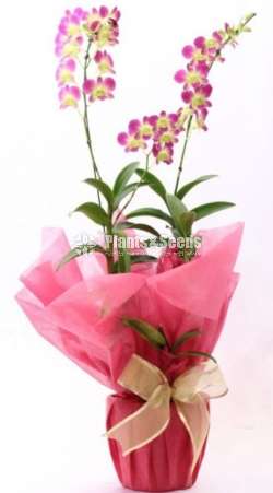 Gift Plants -Orchid