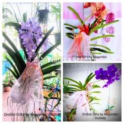 Gift Plants -Orchid