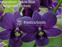 Dendrobium (ඩෙන්ඩ්‍රෝබියම් පැල)