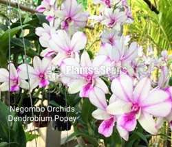 Dendrobium (ඩෙන්ඩ්‍රෝබියම් පැල)