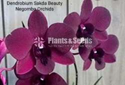Dendrobium (ඩෙන්ඩ්‍රෝබියම් පැල)