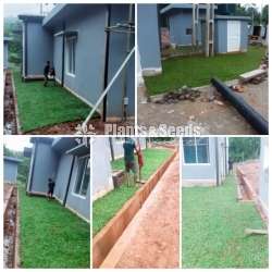 Malaysian grass 