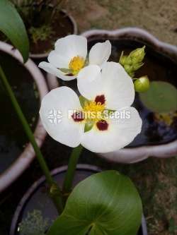 Water Plants (ජලජ ශාක )